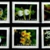 Scott# 5445-5454 "WILD ORCHIDS" S/A BOOKLET SINGLES SET (10) MNH