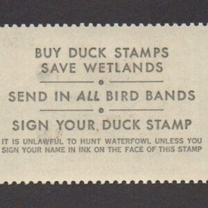 Alternative view of Scott# RW50 "DUCK STAMP" 1983 "PINTAILS" MNH, NICELY CENTERED