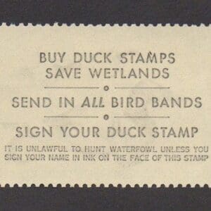 Scott# RW42 "DUCK STAMP"1975 "CANVASBACK" MNH, NICELY CENTERED - Image 2