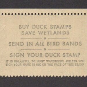 Alternative view of Scott# RW52 "DUCK STAMP" 1985 "CINNAMON TEAL DUCKS" MNH
