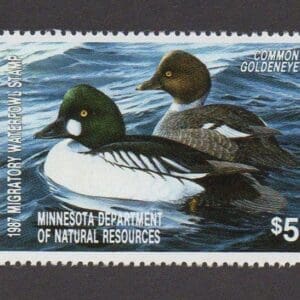 Scott# MN11 "COMMON GOLDENEYE" MN STATE DUCK STAMP + FLEETWOOD PAGE